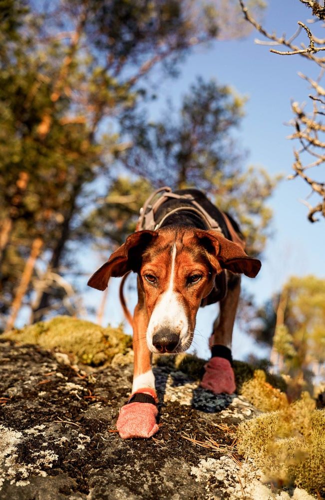 Non-Stop Dogwear Protector light socks - Image 3