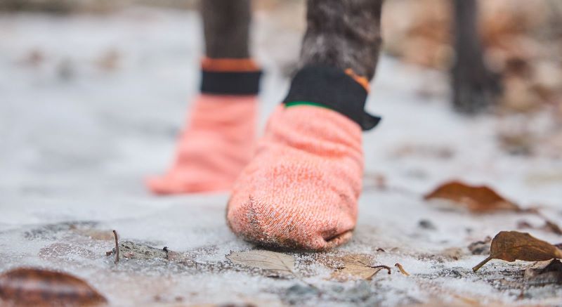 Non-Stop Dogwear Protector light socks - Image 2