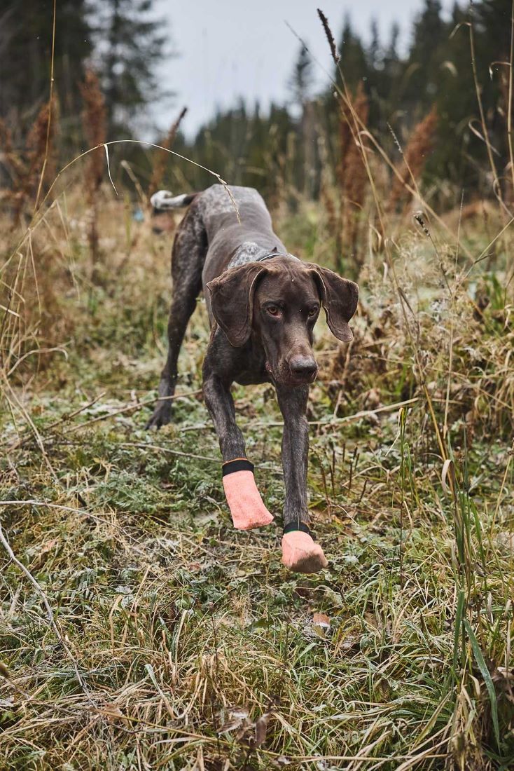 Non-Stop Dogwear Protector light socks - Image 4