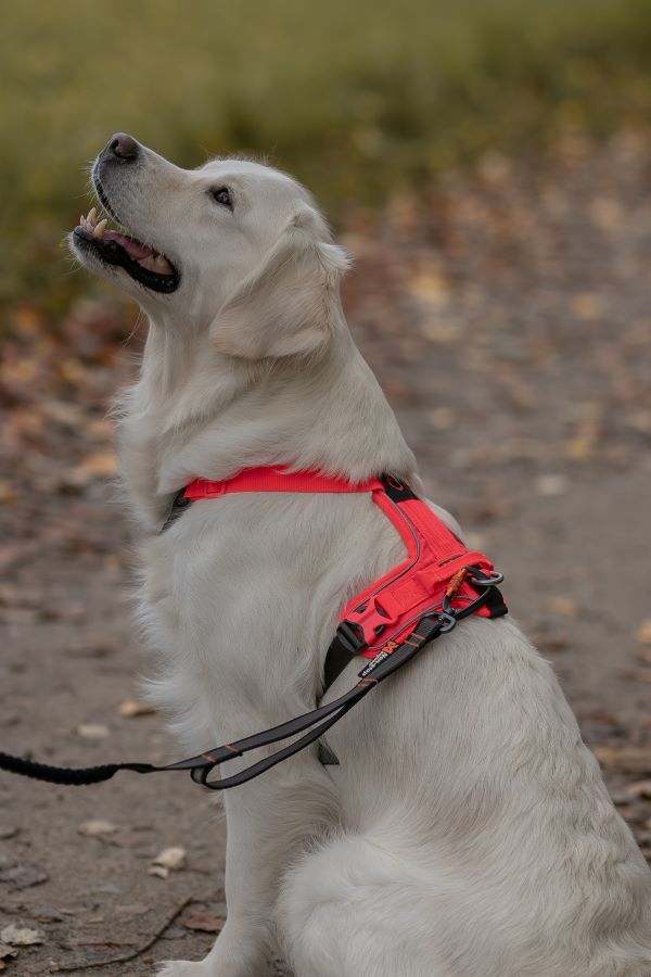 Non-stop Dogwear Ramble sele - Image 9