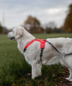 Non-stop Dogwear Ramble sele - Image 5