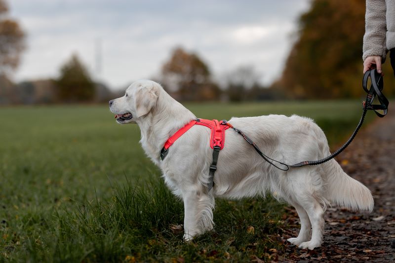 Non-stop Dogwear Ramble sele - Image 5