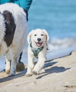 Non-stop Dogwear Ramble sele - Image 10