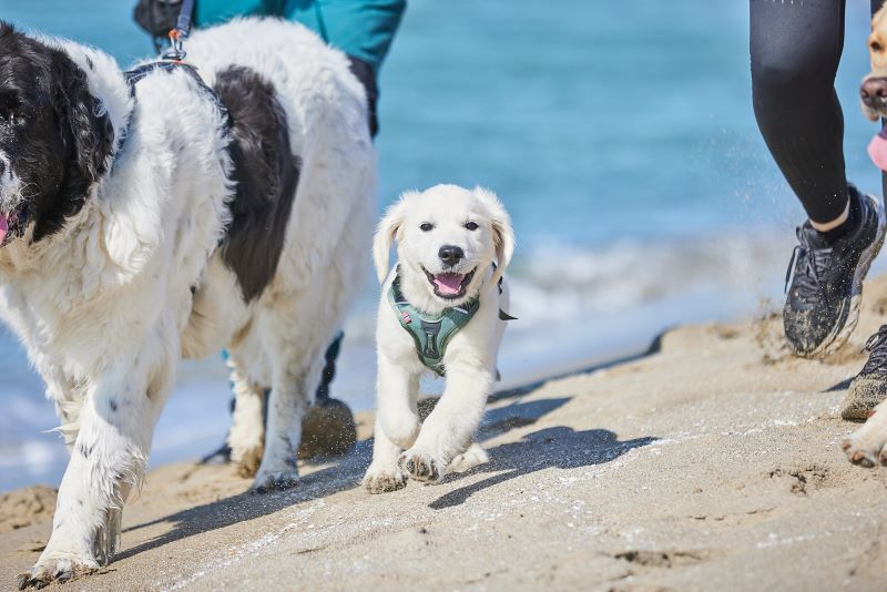 Non-stop Dogwear Ramble sele - Image 10