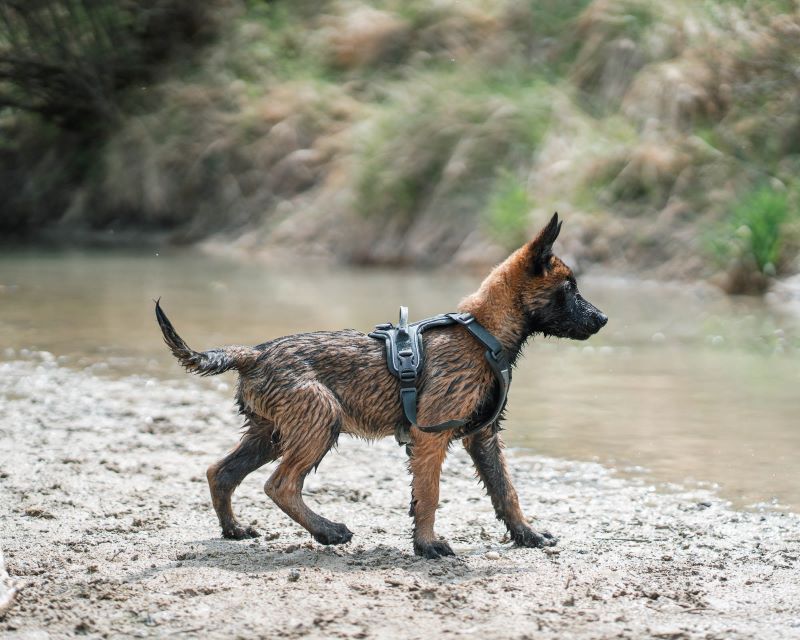Non-stop Dogwear Ramble sele - Image 6
