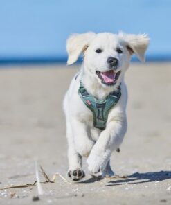 Non-stop Dogwear Ramble sele - Image 7