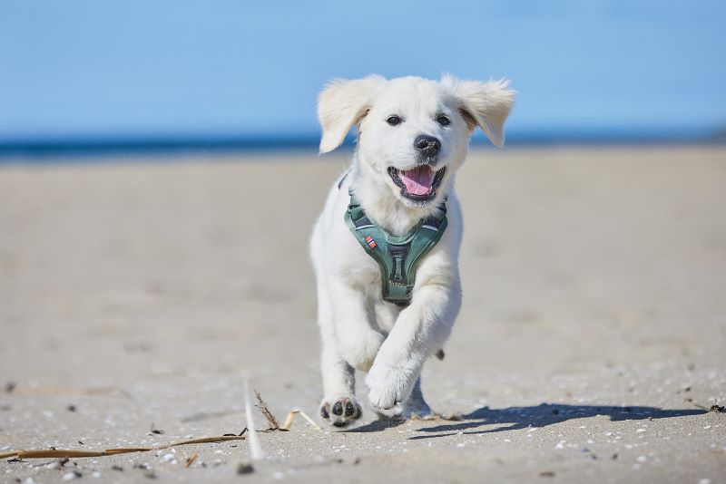 Non-stop Dogwear Ramble sele - Image 7