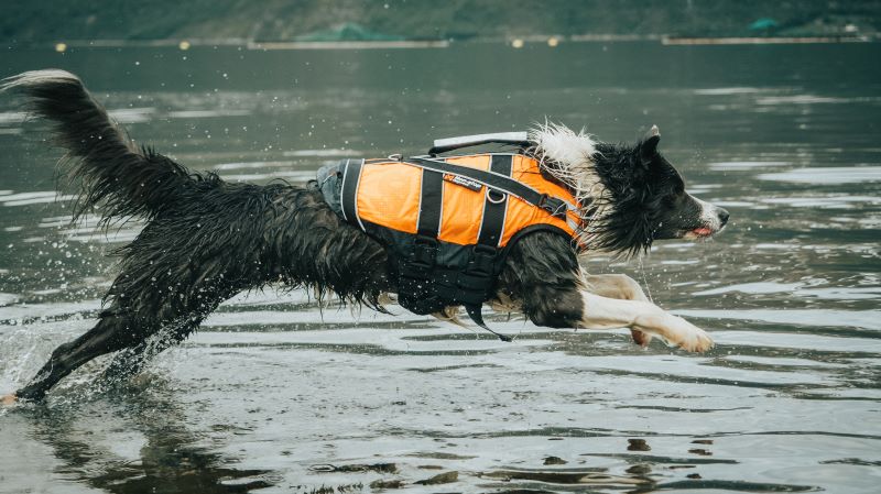 Non-stop Dogwear Safe life jacket 2.0 - Image 6