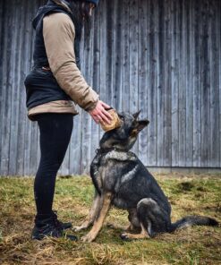 Alternative view of Non-stop Dogwear Solid Adjustable collar WD