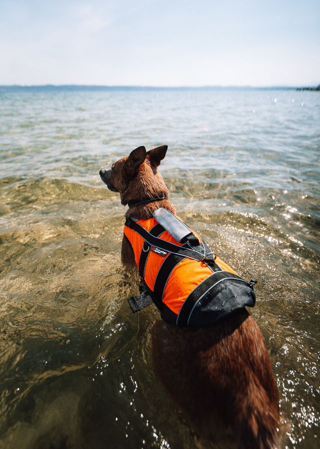 Non-stop Dogwear Safe life jacket 2.0 - Image 8