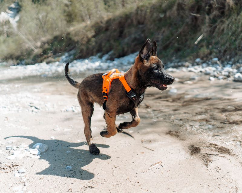 Non-stop Dogwear Ramble sele - Image 8