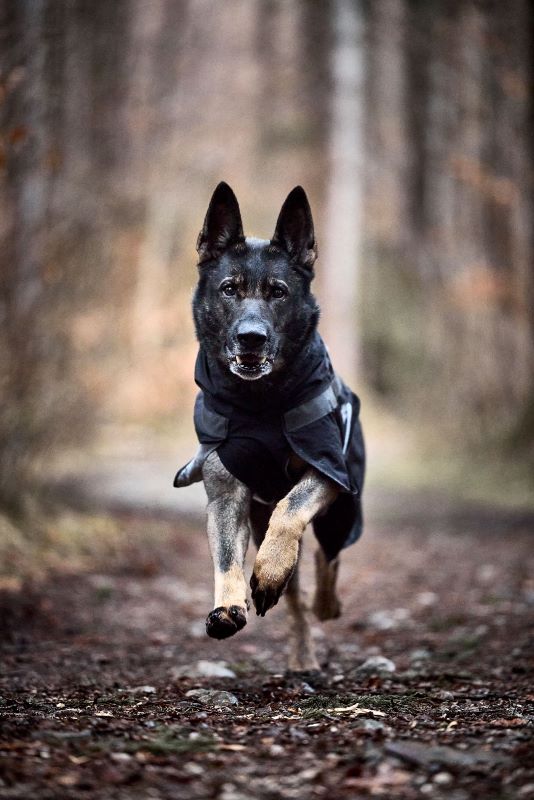 Non-stop Dogwear Trekking dog raincoat - Image 4