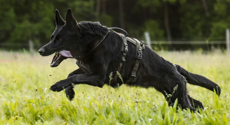 Non-stop Dogwear Line harness long WD - Image 4
