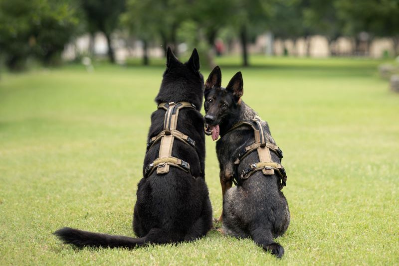 Non-stop Dogwear Line harness long WD - Image 3