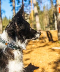 Non-stop Dogwear Roam Collar, halsbånd - Image 4