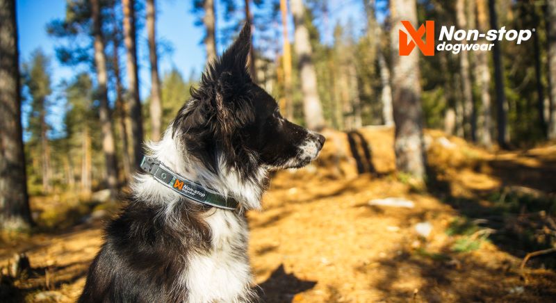 Non-stop Dogwear Roam Collar, halsbånd - Image 4