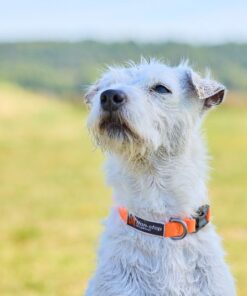 Non-stop Dogwear Tumble Collar, halsbånd - Image 4