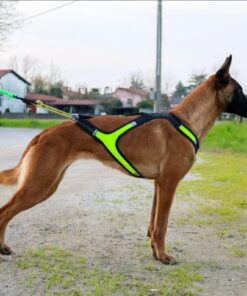 Alternative view of Axaeco Harness X Run