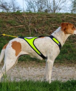 Axaeco Harness X Run - Image 3
