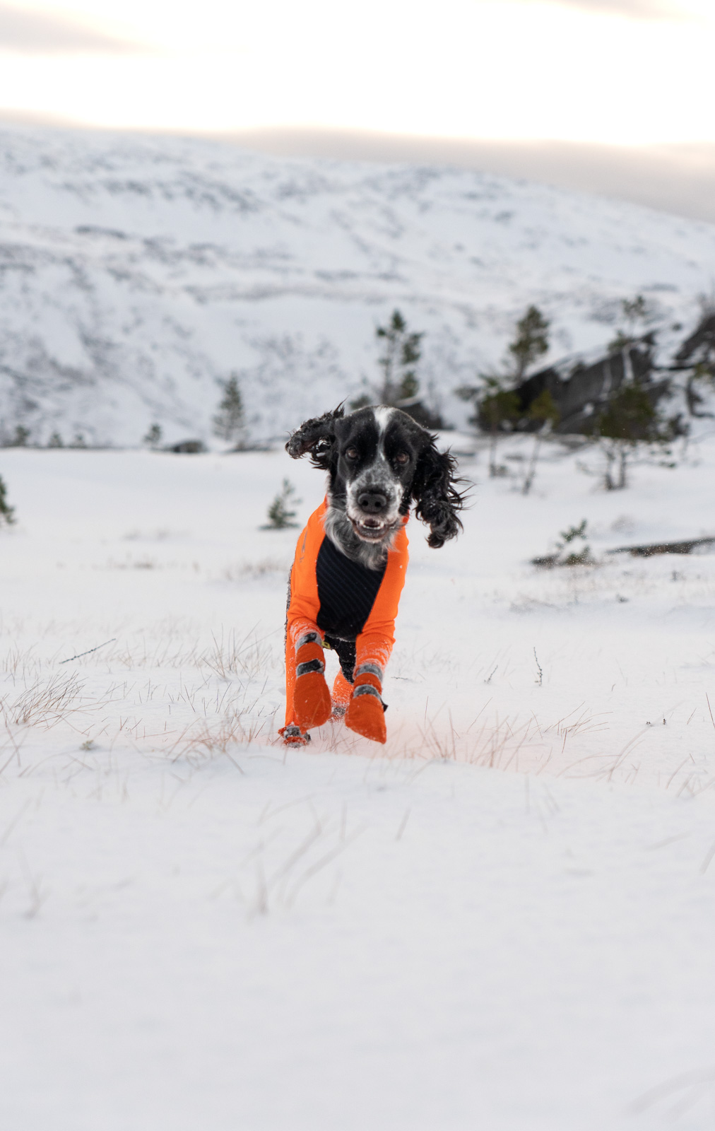 Non-stop Dogwear Contact bootie high - Image 5