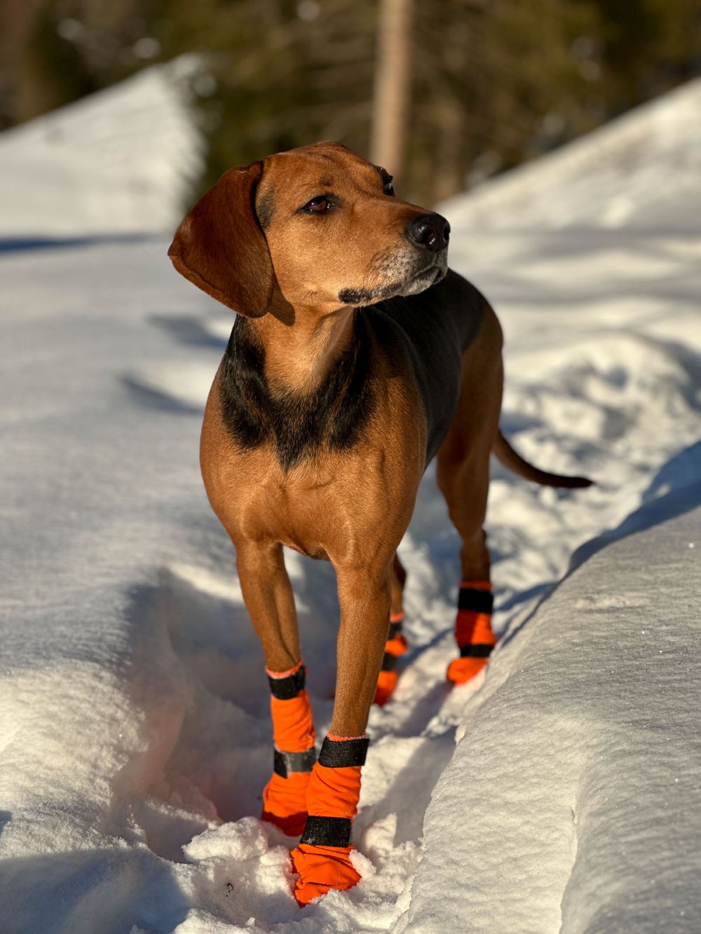 Non-stop Dogwear Contact bootie high - Image 2