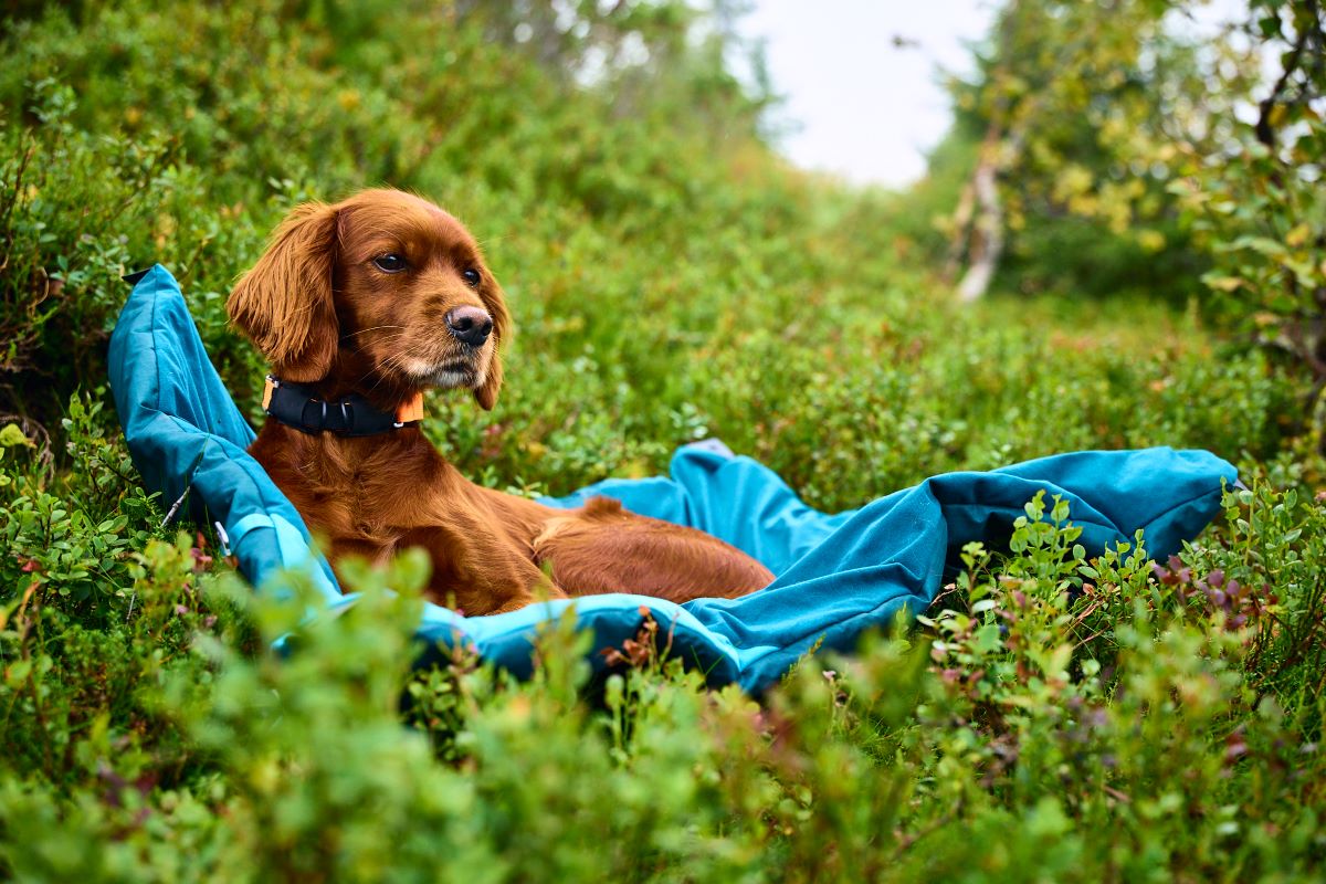 Non-stop Dogwear Trekking dog bed - Image 2