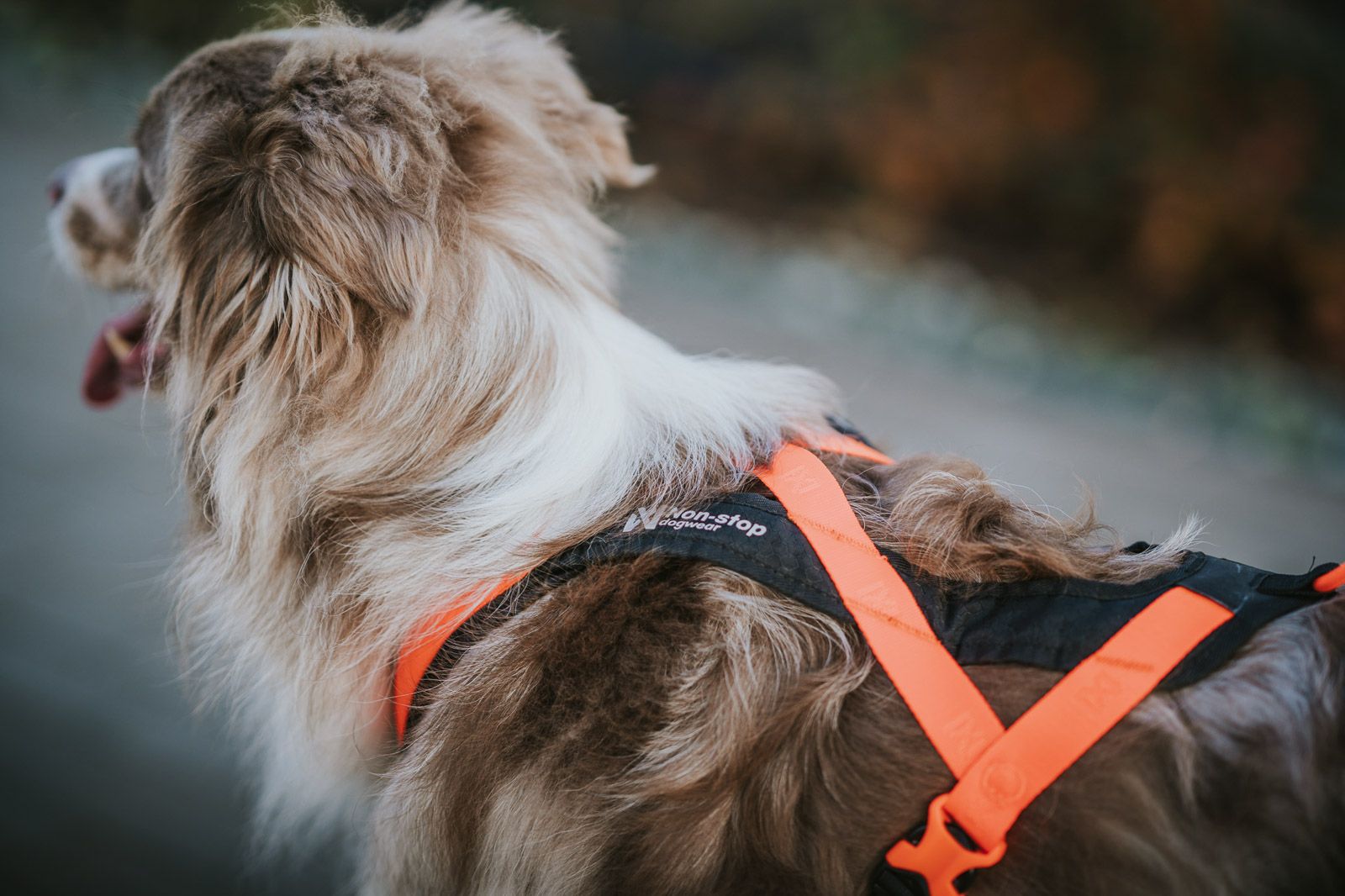 Non-stop Dogwear Rush harness - Image 5