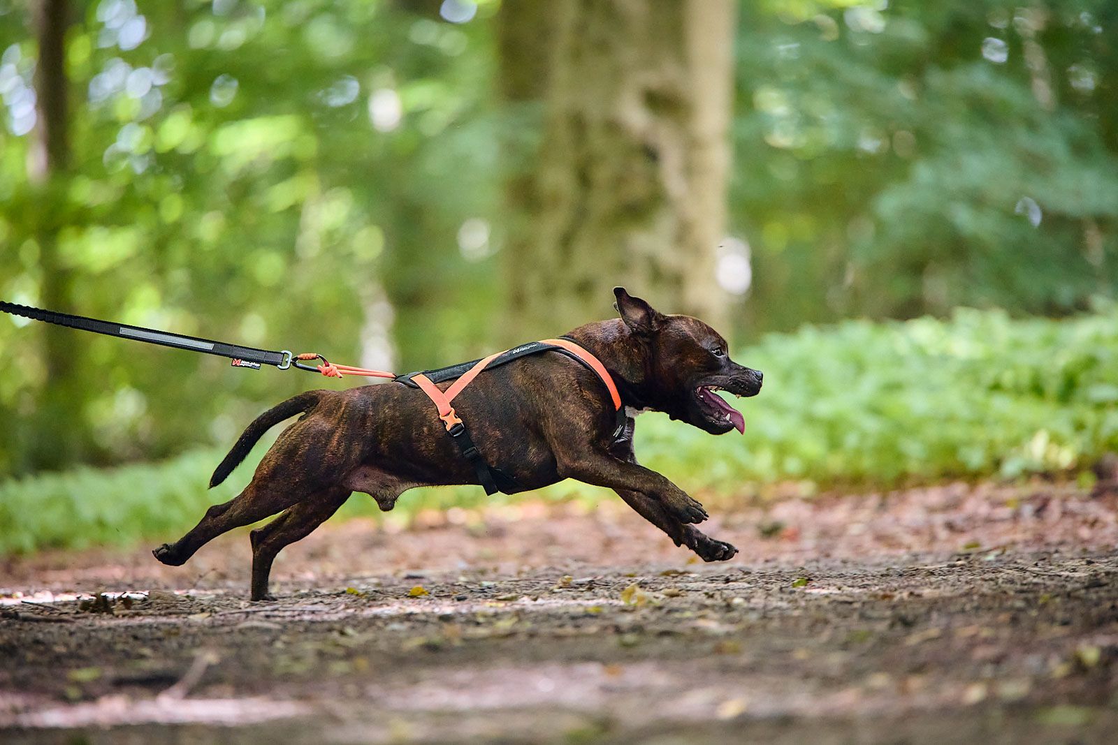 Non-stop Dogwear Rush harness - Image 6