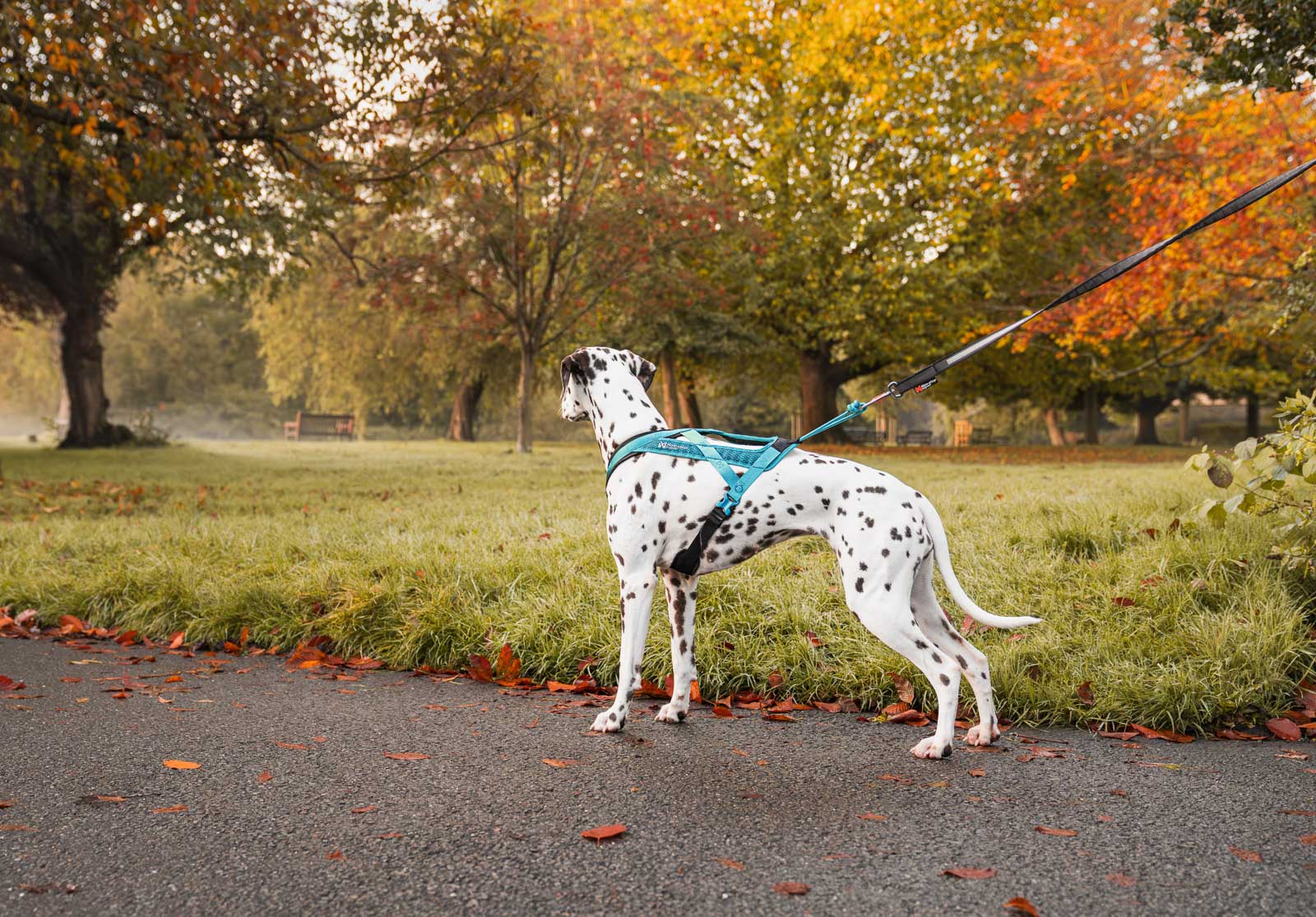 Non-stop Dogwear Rush harness - Image 3