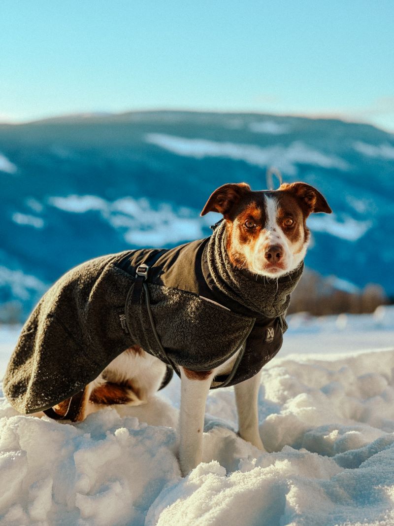 Non-stop Dogwear Wool dog jacket - Image 6