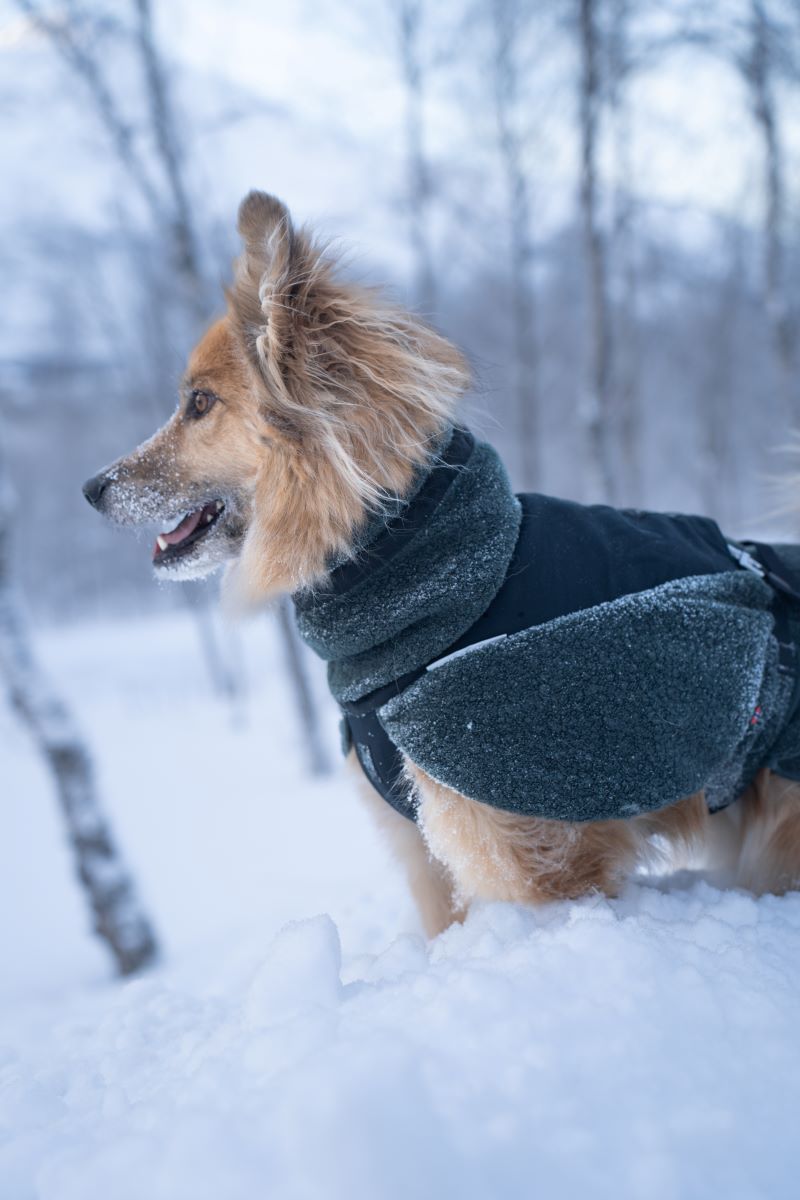 Non-stop Dogwear Wool dog jacket - Image 5