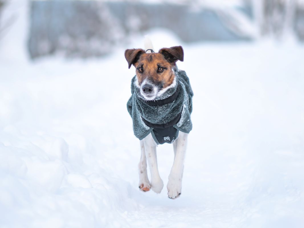 Non-stop Dogwear Wool dog jacket - Image 2
