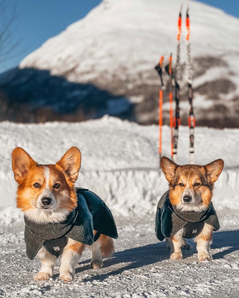 Non-stop Dogwear Wool dog jacket - Image 4