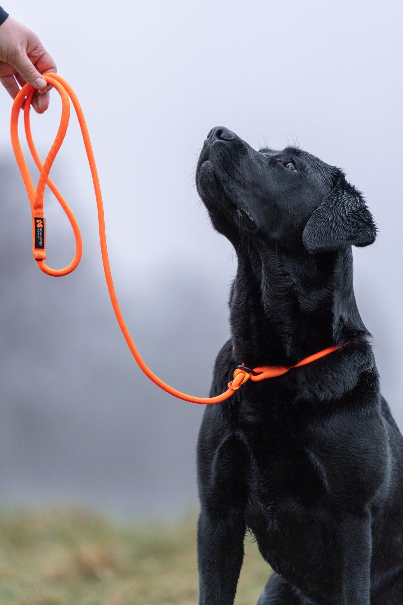Non-stop Dogwear Retriever leash hundeline - Image 3
