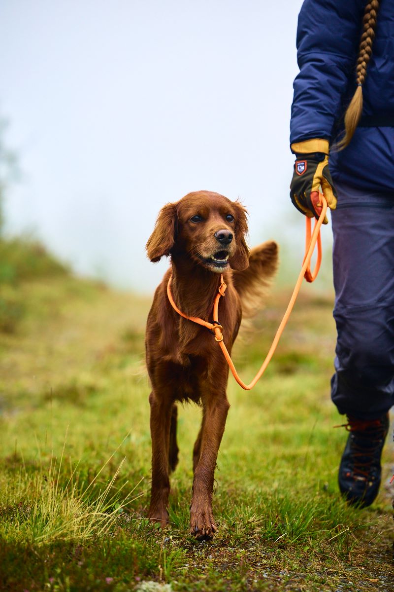 Non-stop Dogwear Retriever leash hundeline - Image 6
