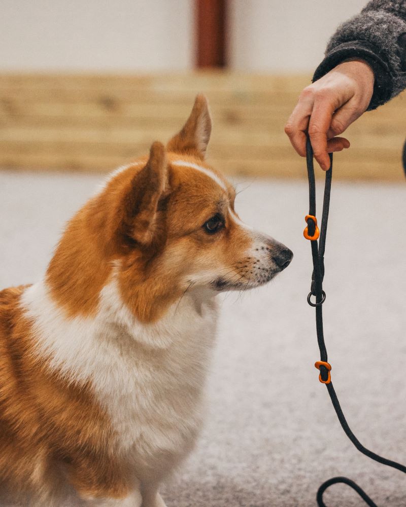 Non-stop Dogwear Retriever leash hundeline - Image 11