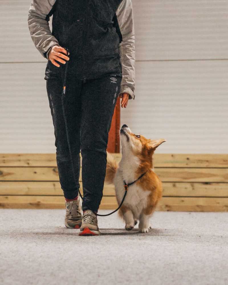 Non-stop Dogwear Retriever leash hundeline - Image 9