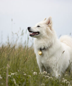 Orbiloc Dog Dual - GOLD - Image 5