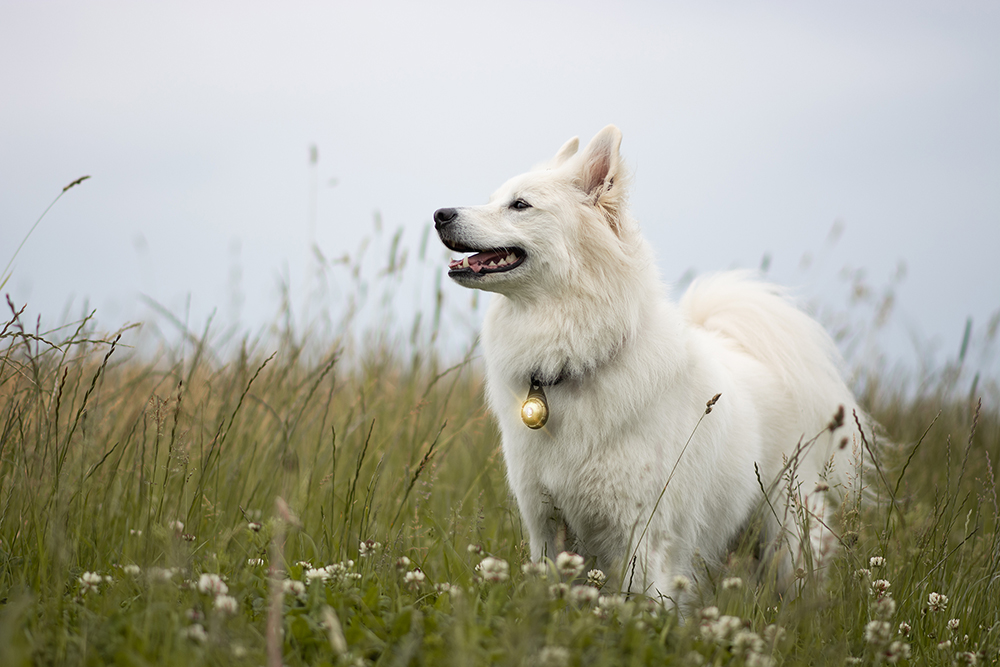 Orbiloc Dog Dual - GOLD - Image 5