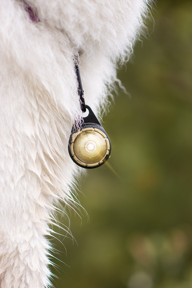 Orbiloc Dog Dual - GOLD - Image 6