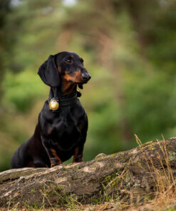Alternative view of Orbiloc Dog Dual - GOLD