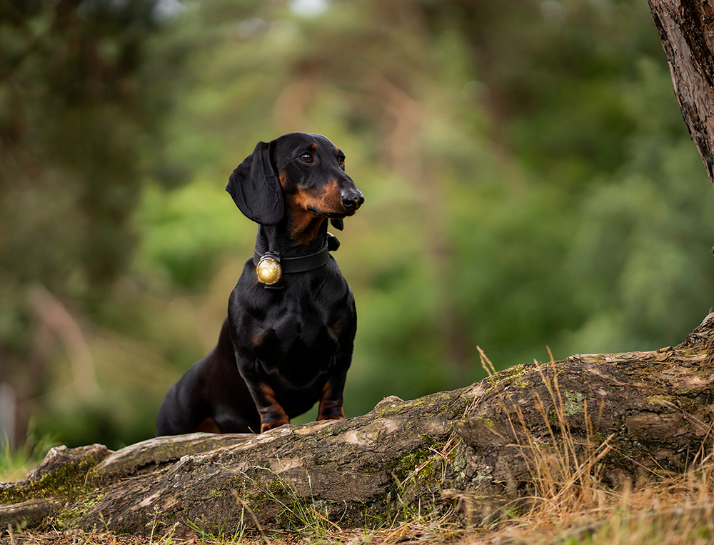Orbiloc Dog Dual - GOLD - Image 2