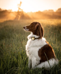 Orbiloc Dog Dual - GOLD - Image 3