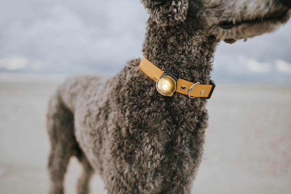 Orbiloc Dog Dual - GOLD - Image 4