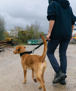 Alternative view of Non-stop Dogwear Security strap WD
