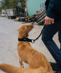 Non-stop Dogwear Security strap WD - Image 4