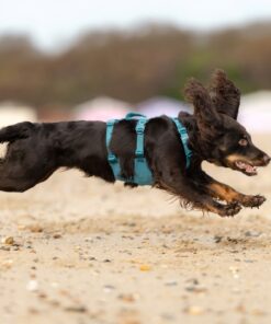 Alternative view of Non-stop Dogwear Ramble harness long