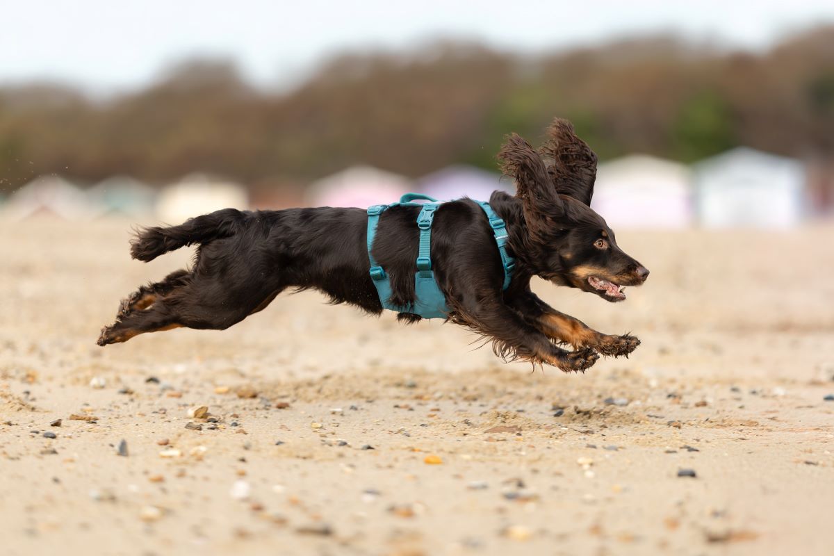 Non-stop Dogwear Ramble harness long - Image 2