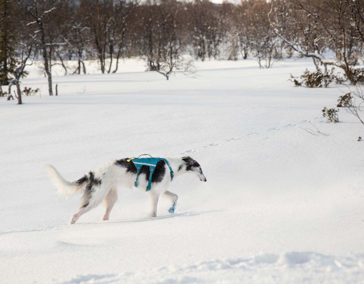 Non-stop Dogwear Ramble harness long - Image 3