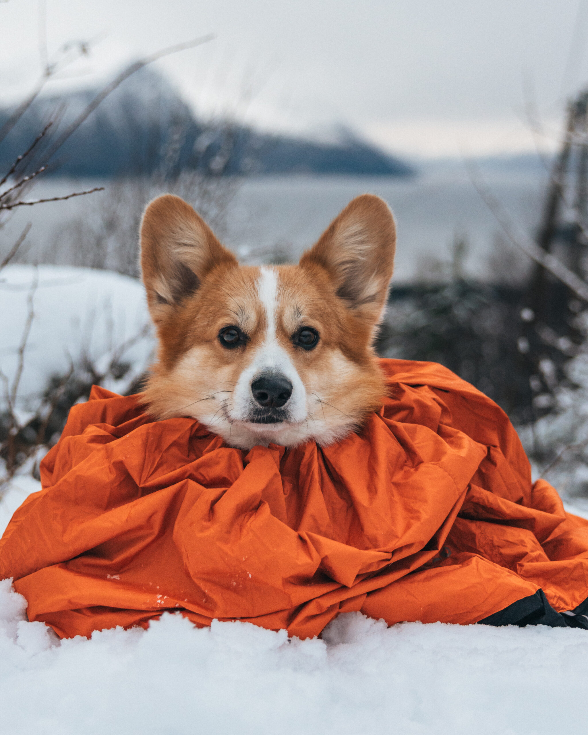 Non-stop Dogwear Protector bivvy bag - Image 14